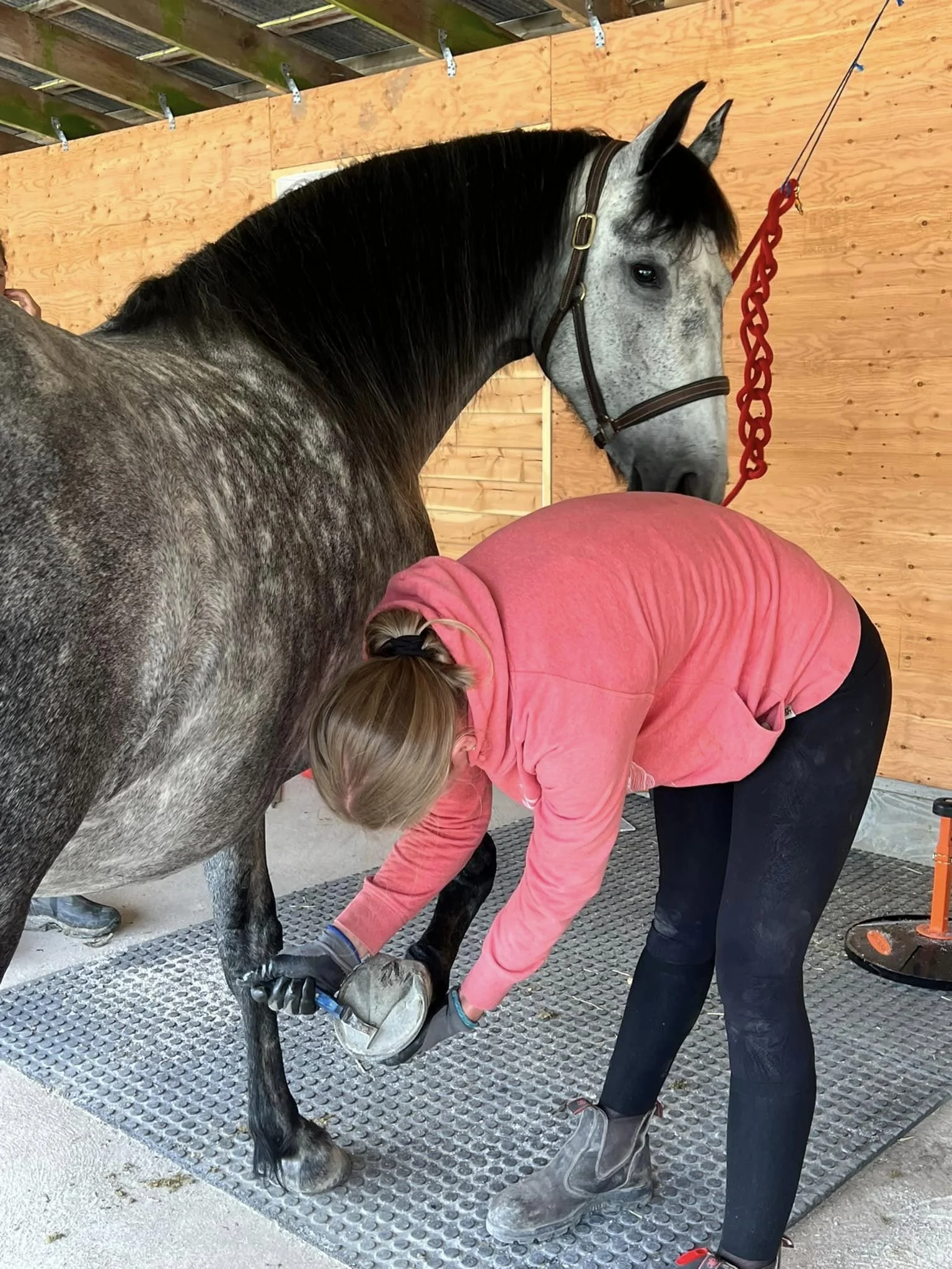 Hoof Trimming Clinic Courtenay, BC