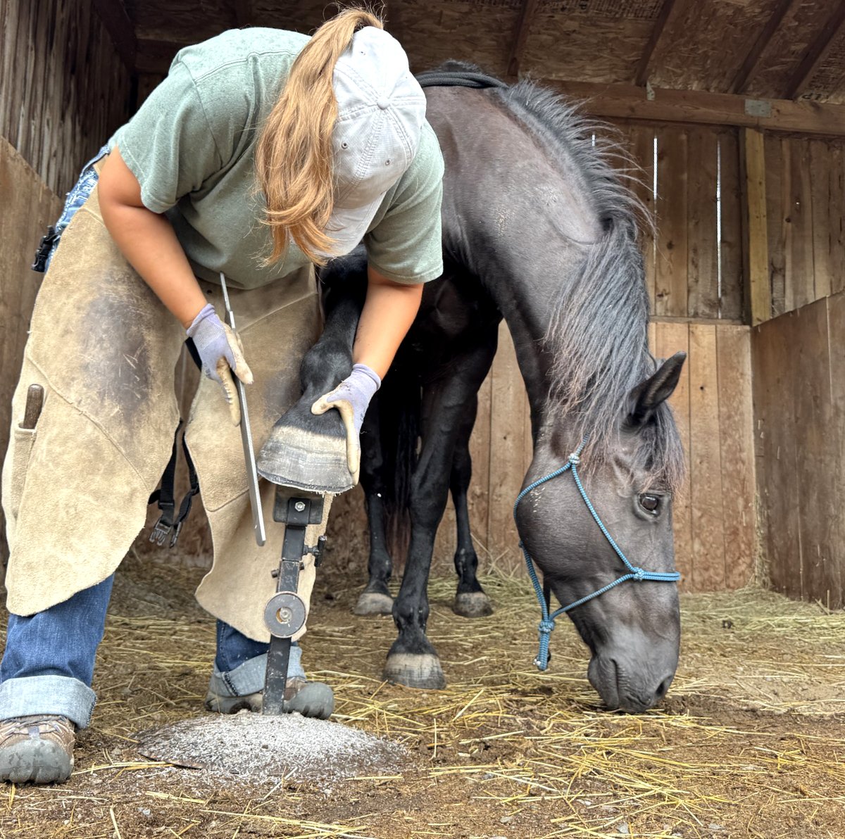 Hoof Trimming Clinic Taber, AB