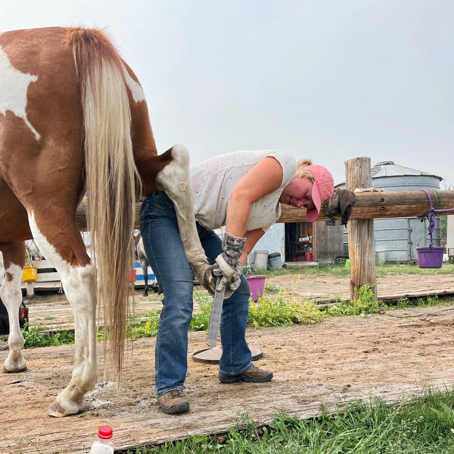 Hoof Trimming Clinic St. Albert, ab