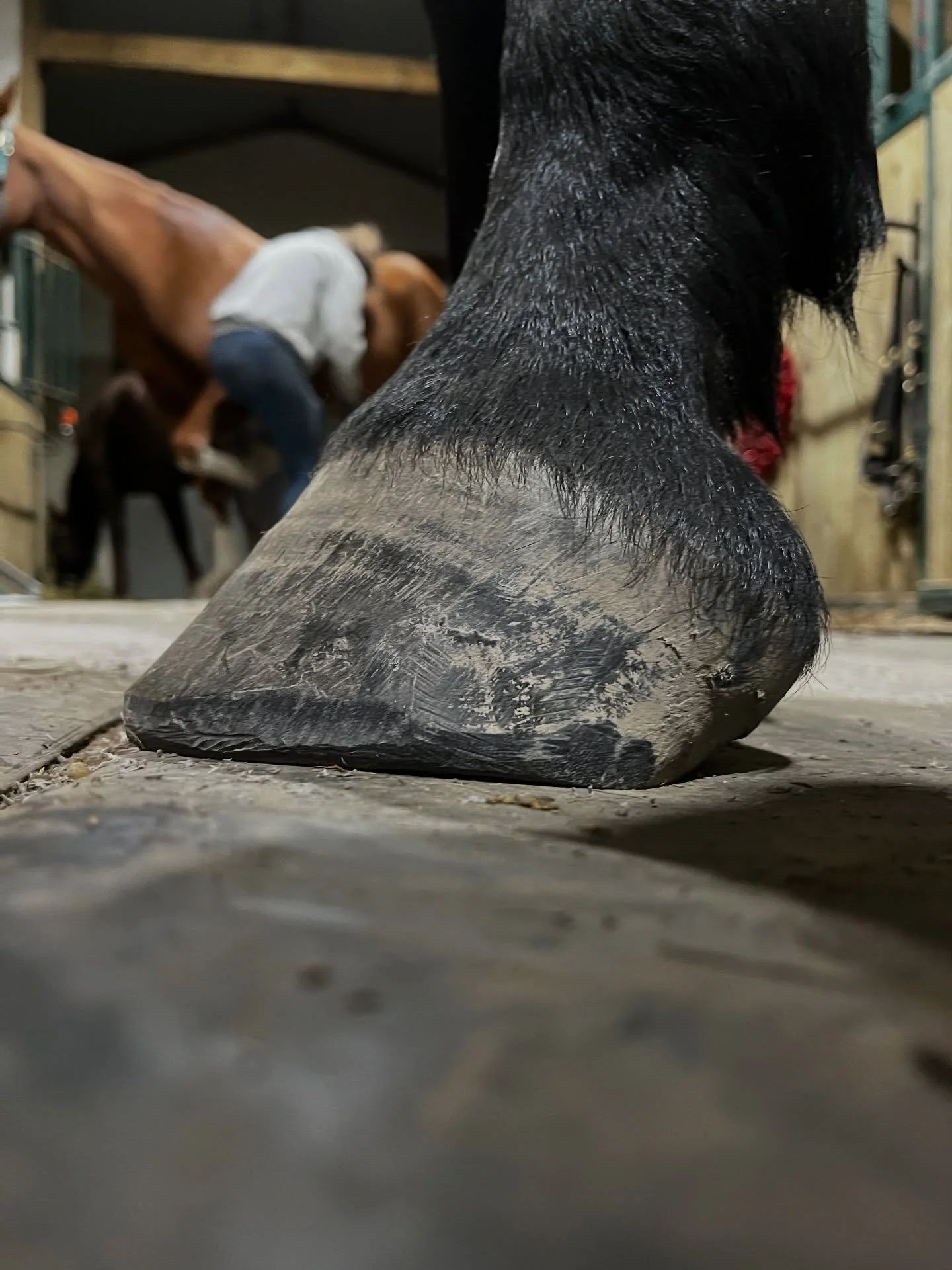 WHY WOULD YOU LEARN HOW TO TRIM YOUR OWN HORSE&rsquo;S FEET???

People come to learn hoof trimming for a mix of practical, financial, and philosophical reasons. Here are the most common motivations:

1. Save money long-term

Regular farrier visits ad