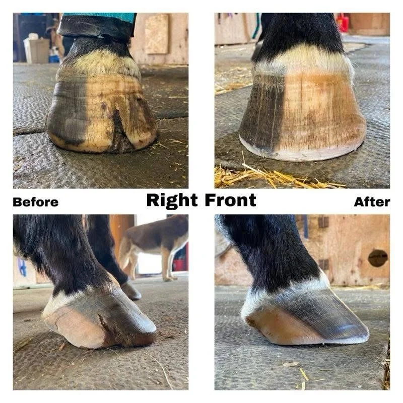 BE THE HORSE OWNER WHO PREVENTS PROBLEMS...
INSTEAD OF THE ONE PAYING FOR EMERGENCIES.

Most horse owners only start learning about hooves after their horse goes lame.

But the truth is &mdash; the hoof shows warning signs long before a crisis happen