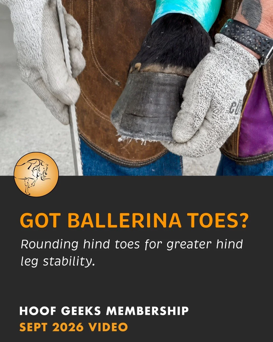 🐴 Got &ldquo;ballerina toes&rdquo;?

A hind foot naturally has a different shape than a front foot, and we see many hind toes that are far too pointy.

In this short video, Christine compares a front foot with a hind foot that has an overly pointy &