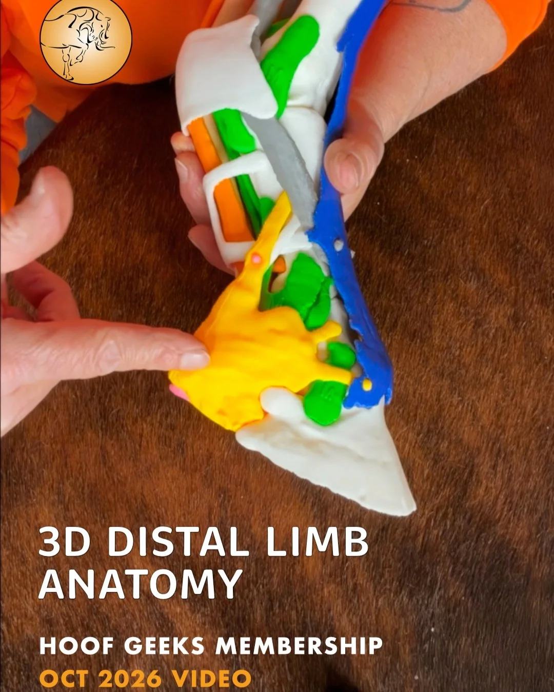 🐴 New in the Hoof Geeks Membership Classroom: 3D Distal Limb Anatomy lesson

This is a video you do NOT want to miss!

Using an anatomically accurate 3D-printed model created by Dr. Chris Pollitt in Australia using MRI and CT imaging, Christine buil