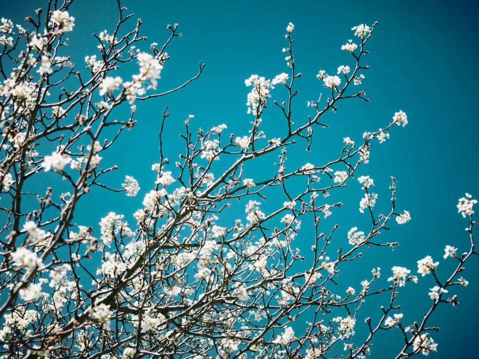 tree buds and sky.jpg