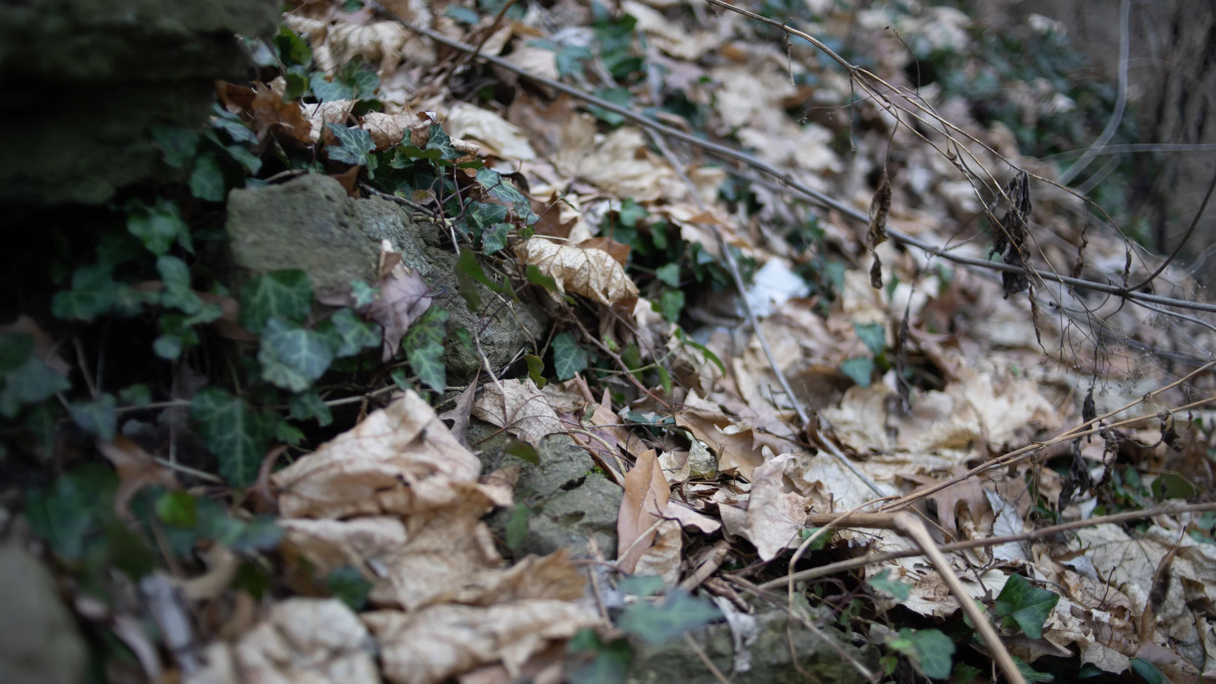 DSC00749.jpg