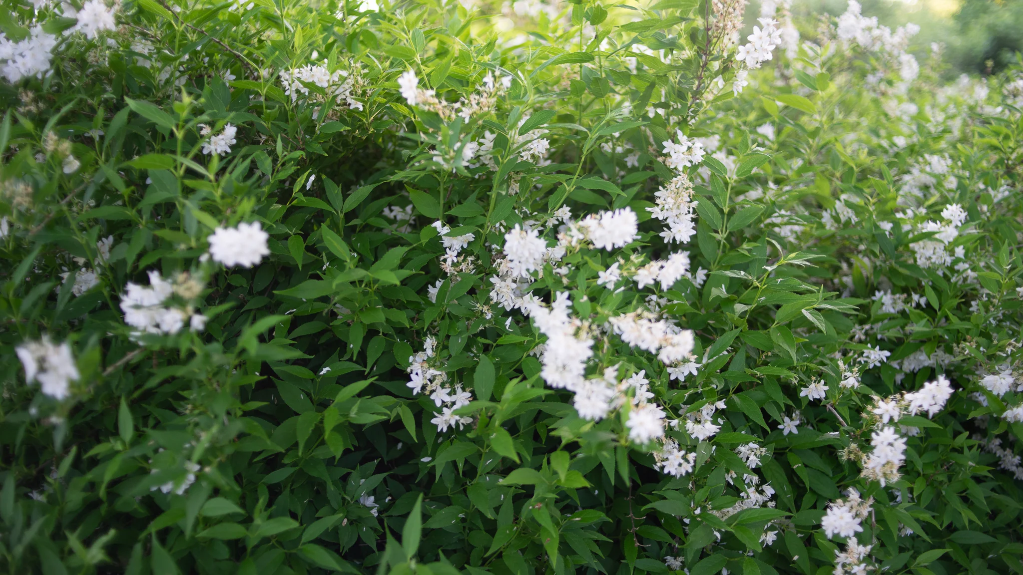 DSC00442.jpg