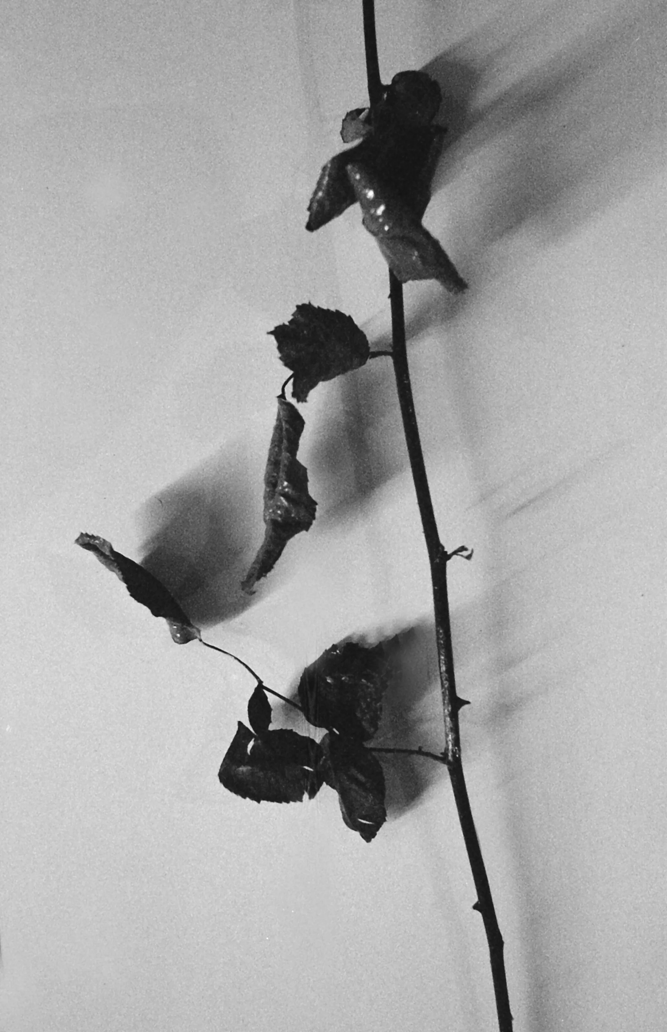 Scan_0015.jpg