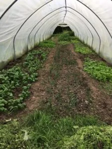 soil