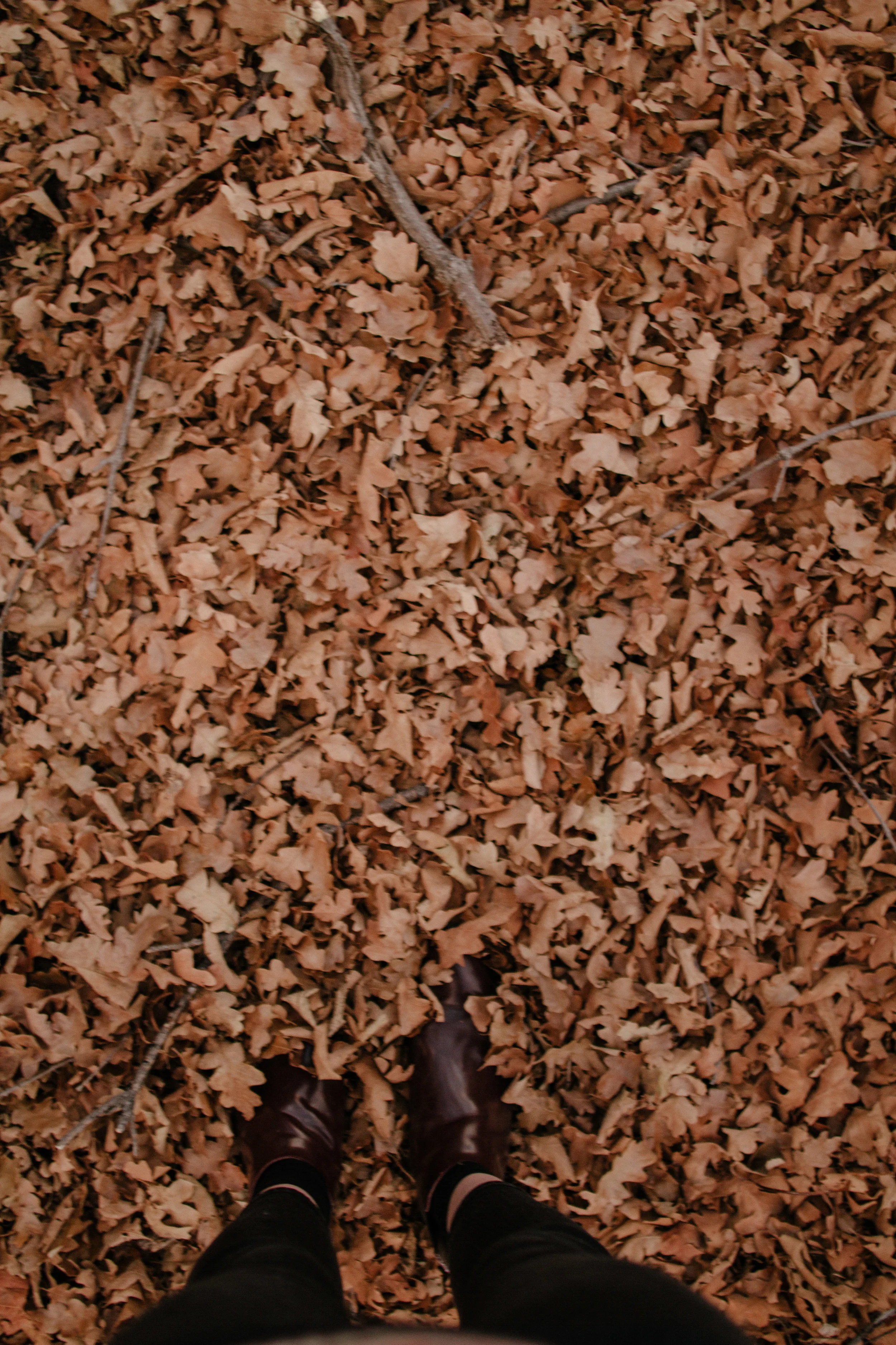 SEE?! Fall one day