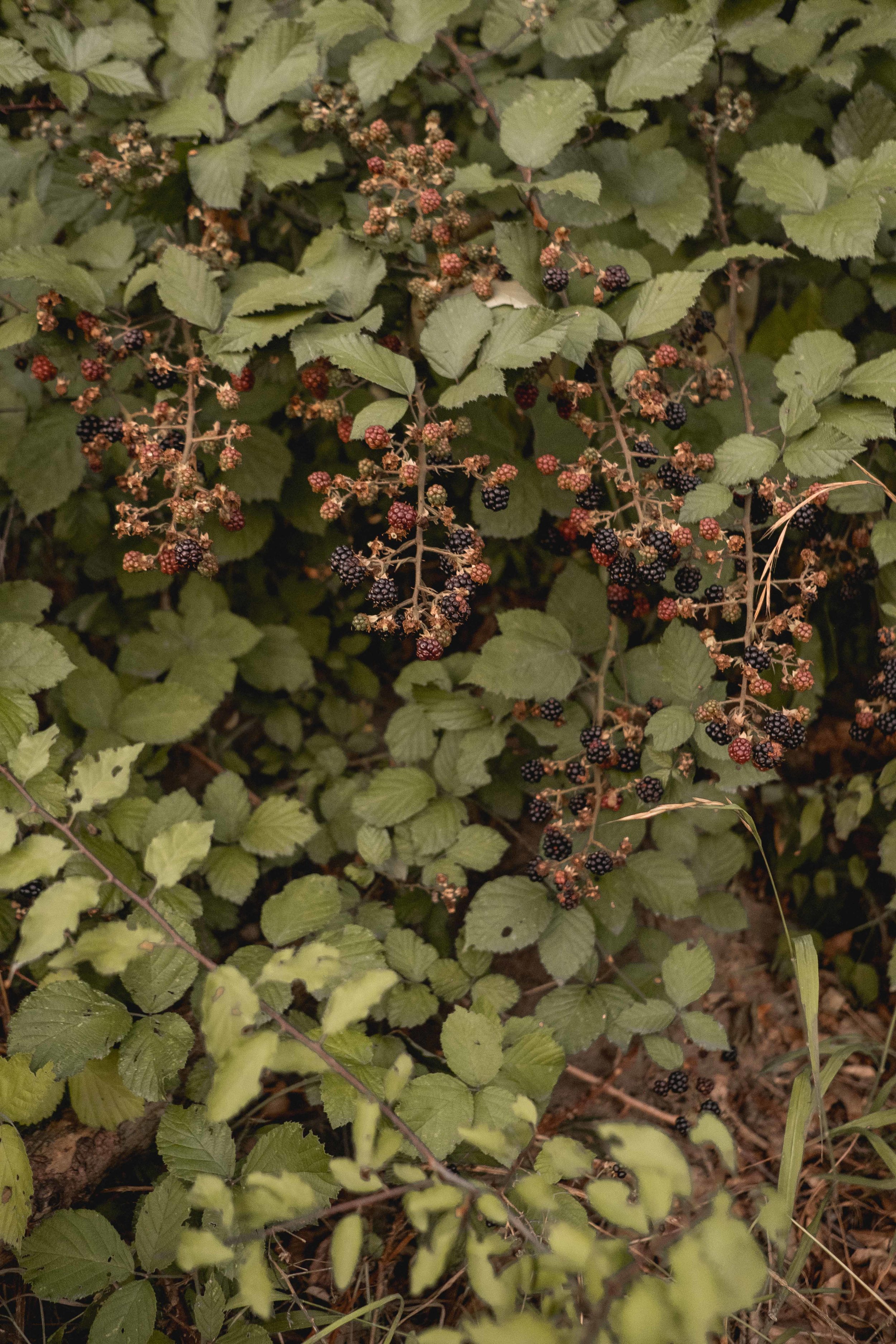 The before-mentioned, roadside blackberries, of course!