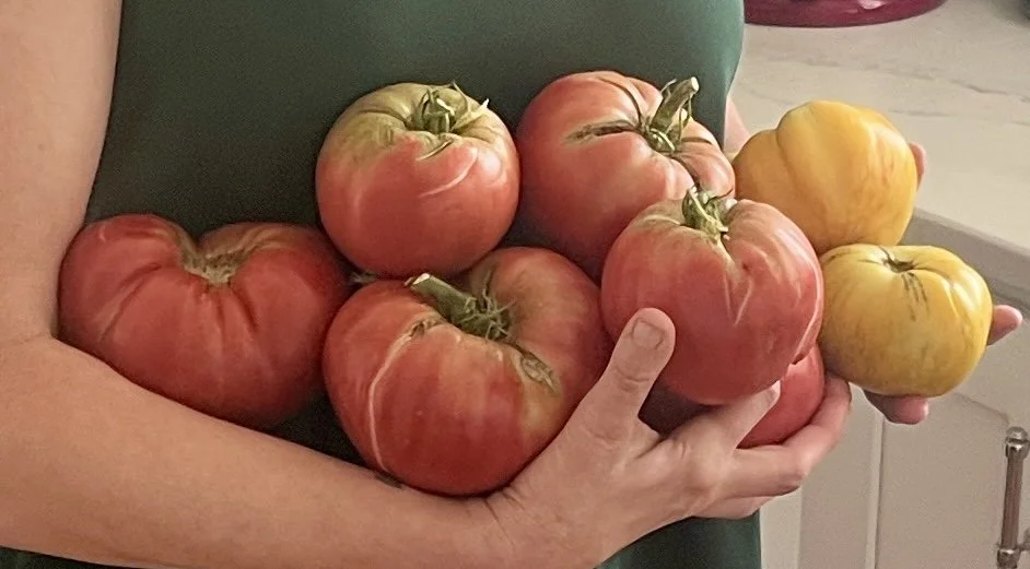 tomatoes.JPG