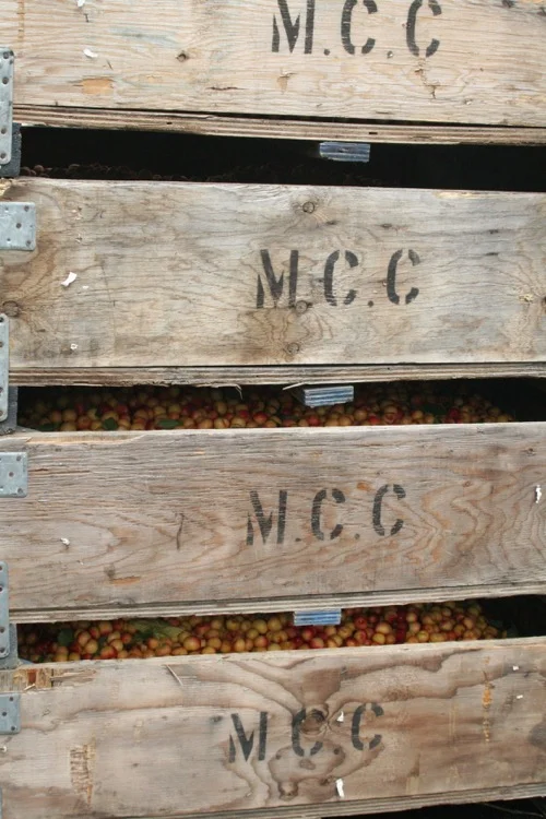 bins of cherries.jpg