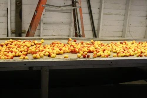 cherries on line.JPG.jpg