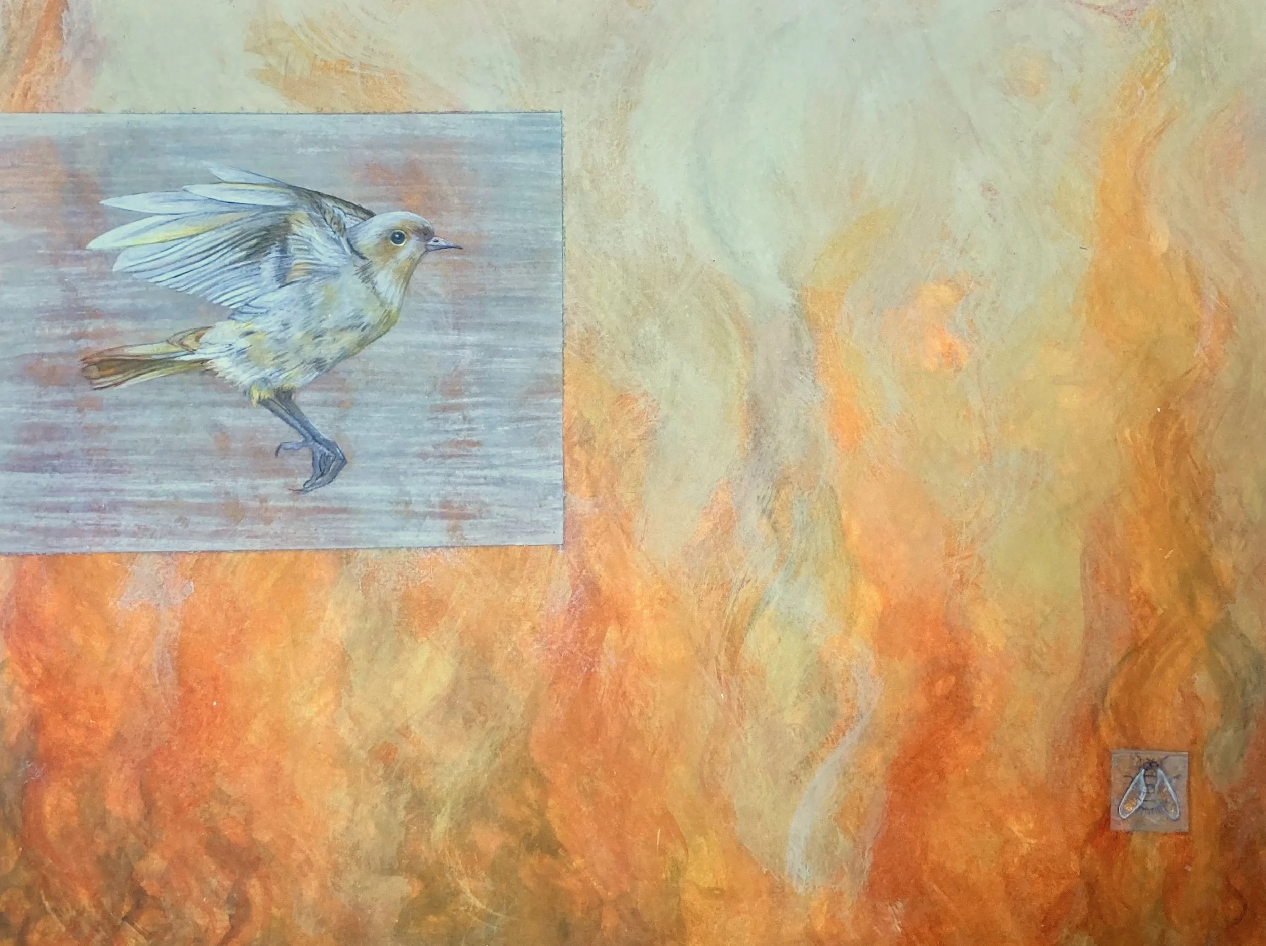 Eastern Black Redstart: Playing with Fire (2026)