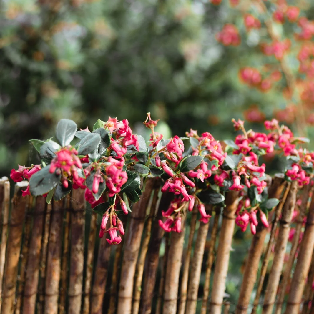 Red flowers with some green and a wooden fence