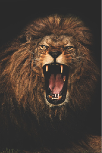 lionpic.png