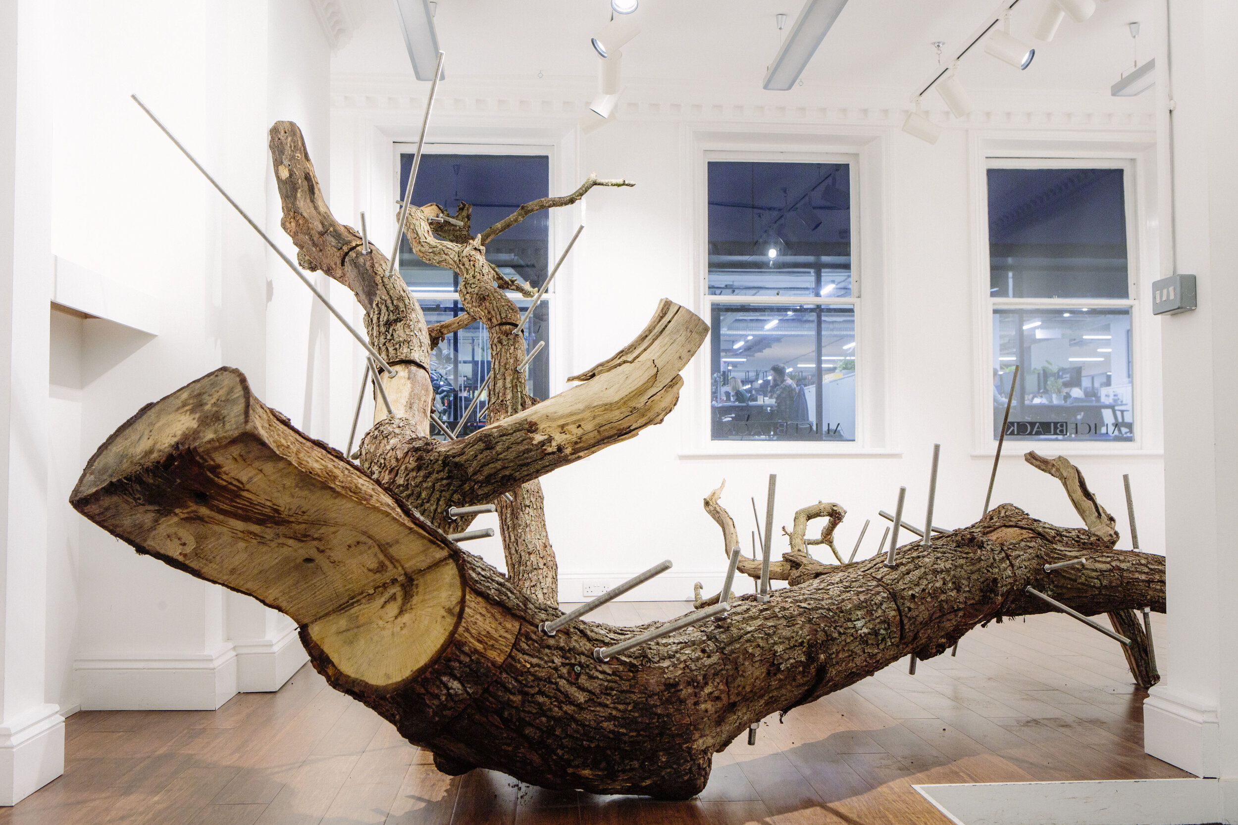 'Resurrect, Quercus Robur' - Rachel Bailey &amp; Johnny Woodford installation at ALICEBLACK, Soho