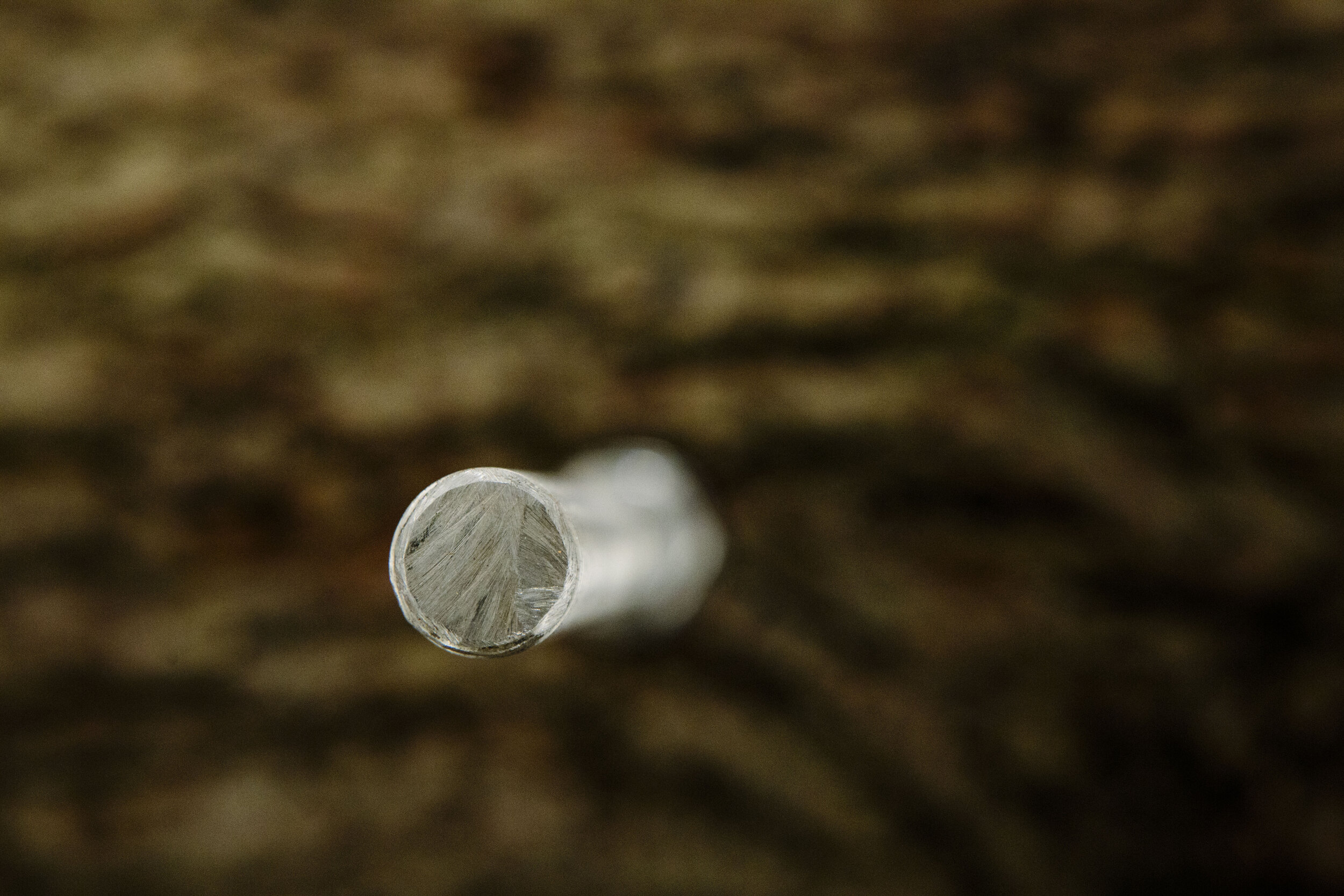 'Resurrect, Quercus Robur' - Rachel Bailey &amp; Johnny Woodford installation at ALICEBLACK, Soho