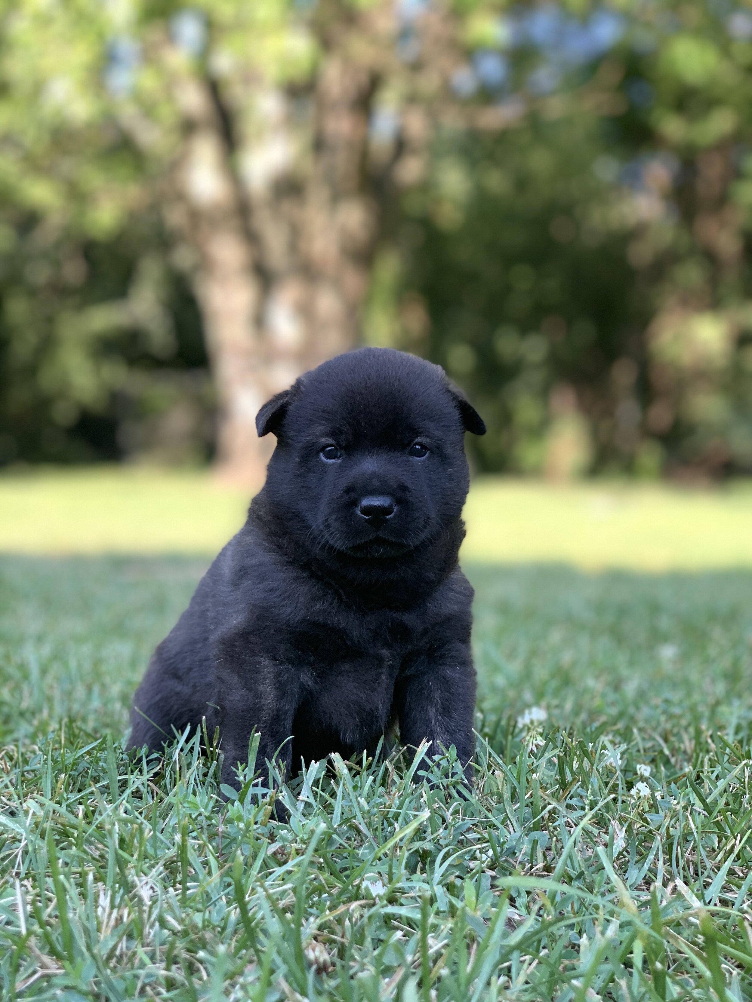 shikoku ken puppies