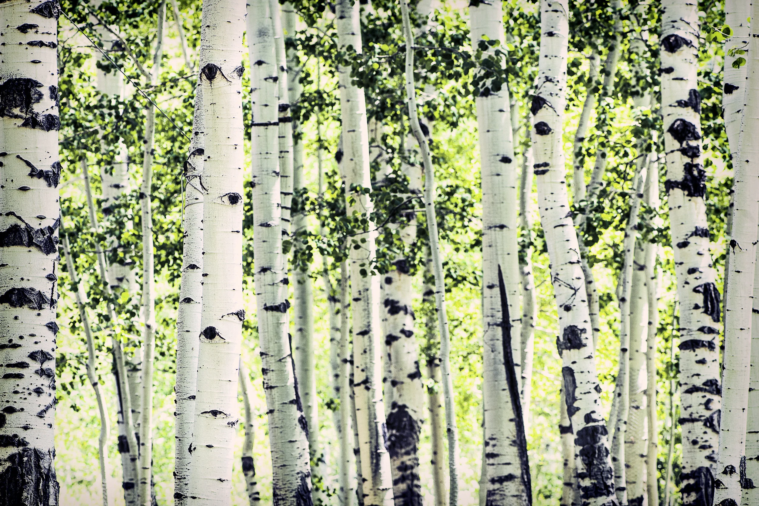 AdobeStock_87862071.jpeg