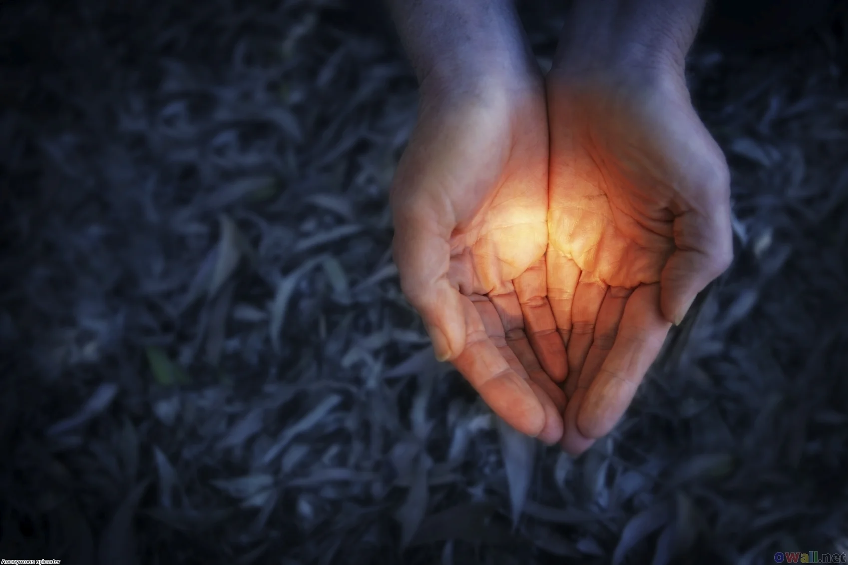 a_hand_of_light_in_the_dark_1698x1131.jpg