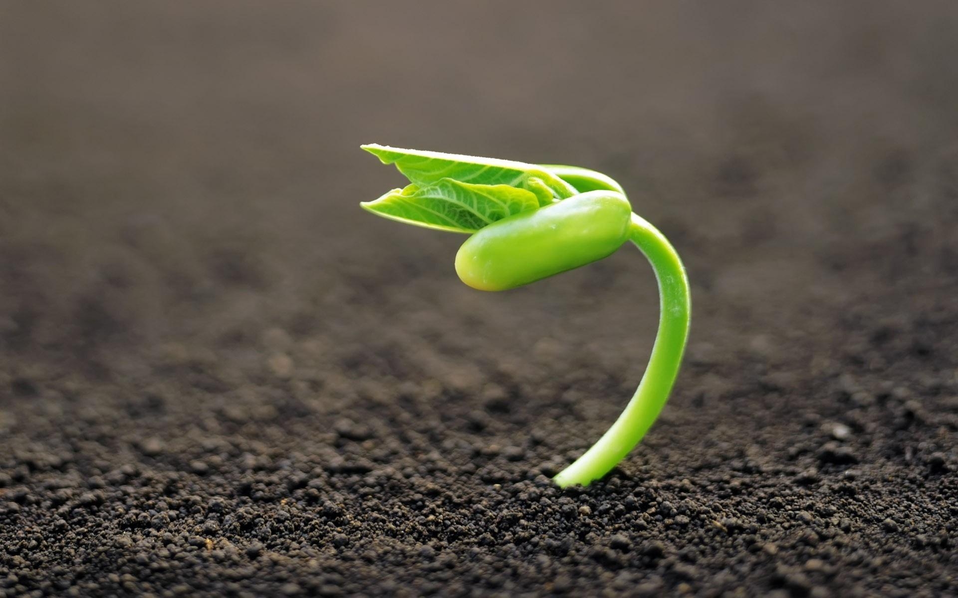 plant_new_life-wide.jpg