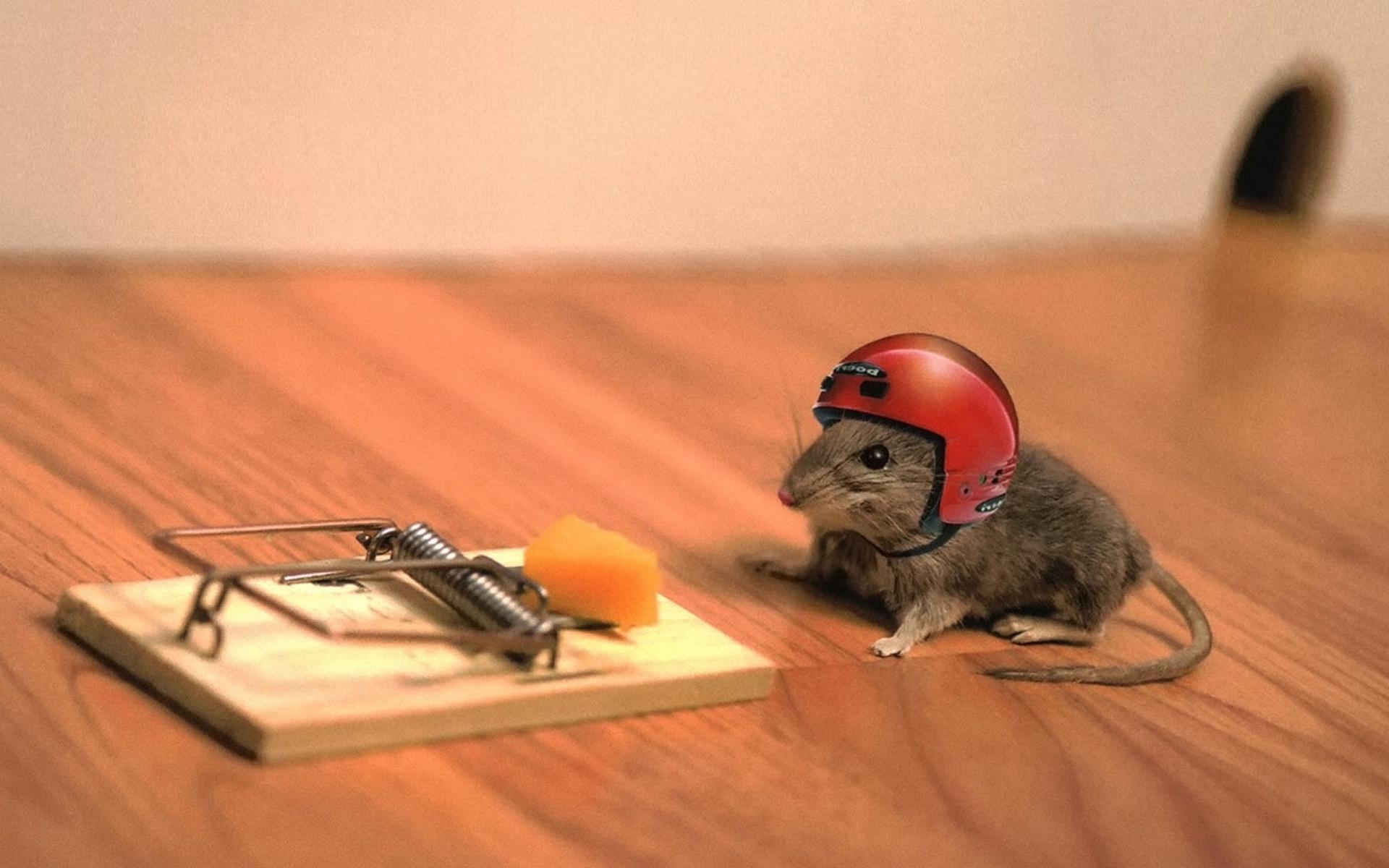 mouse-risk.jpg