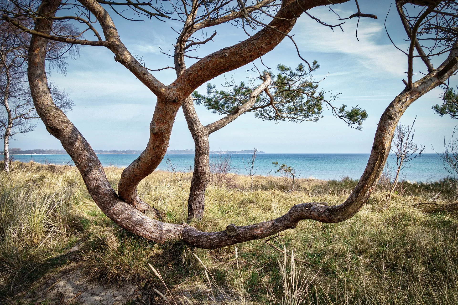 tree-3220166_1920.jpg