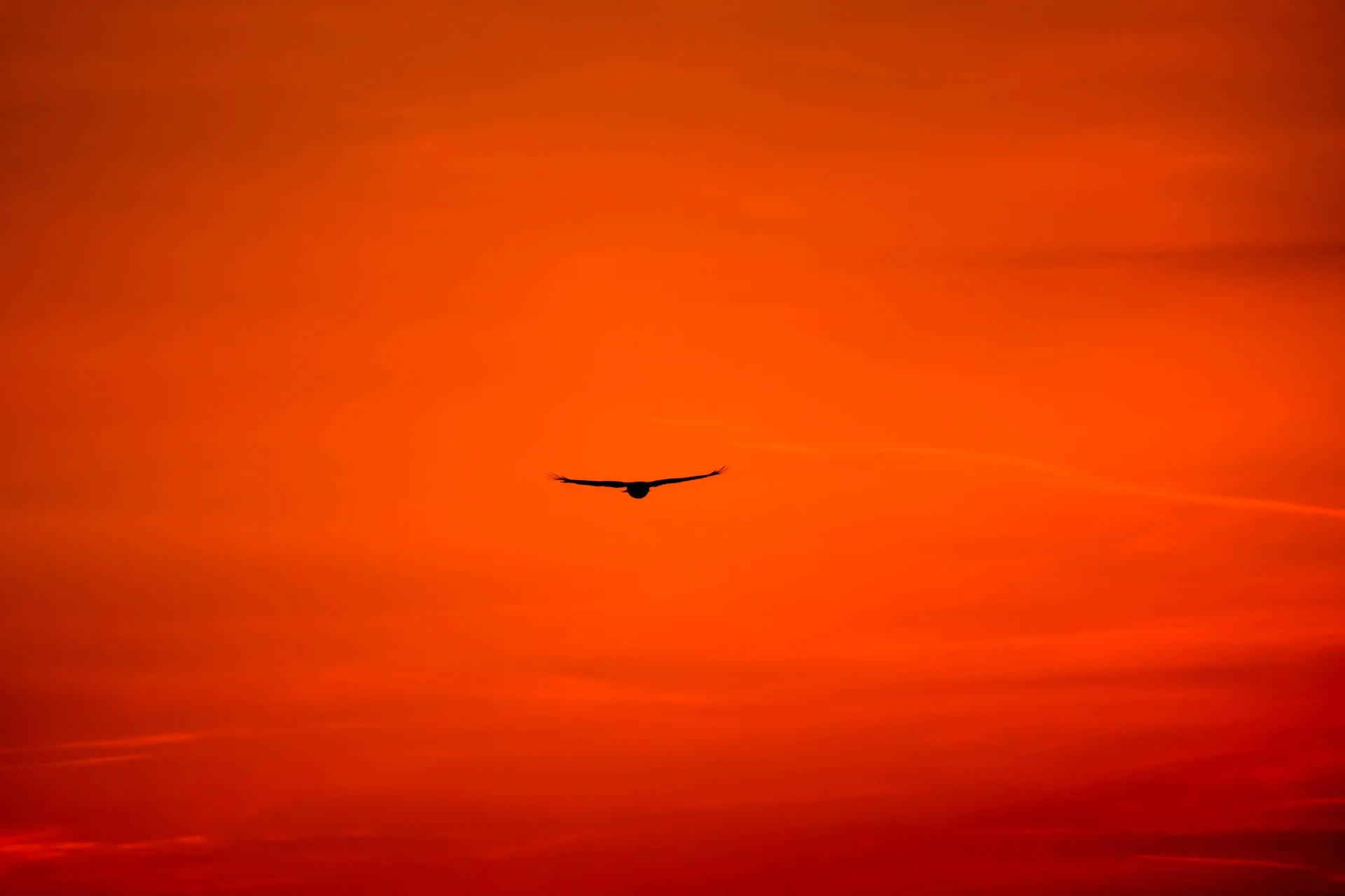 buzzard-2287699_1920.jpg