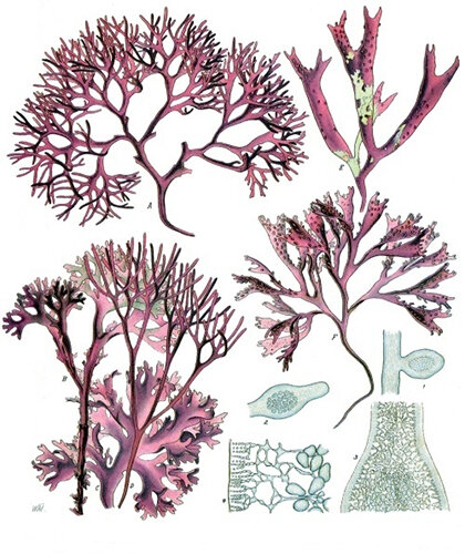 irish moss - chondrus crispus