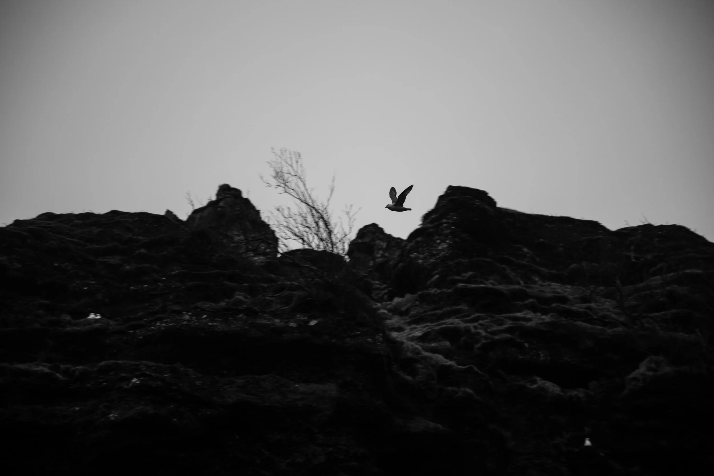 3H7A3537.JPG