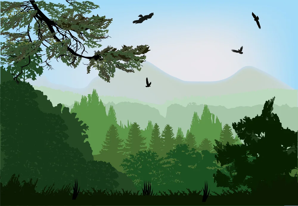 Forest illustation.jpg