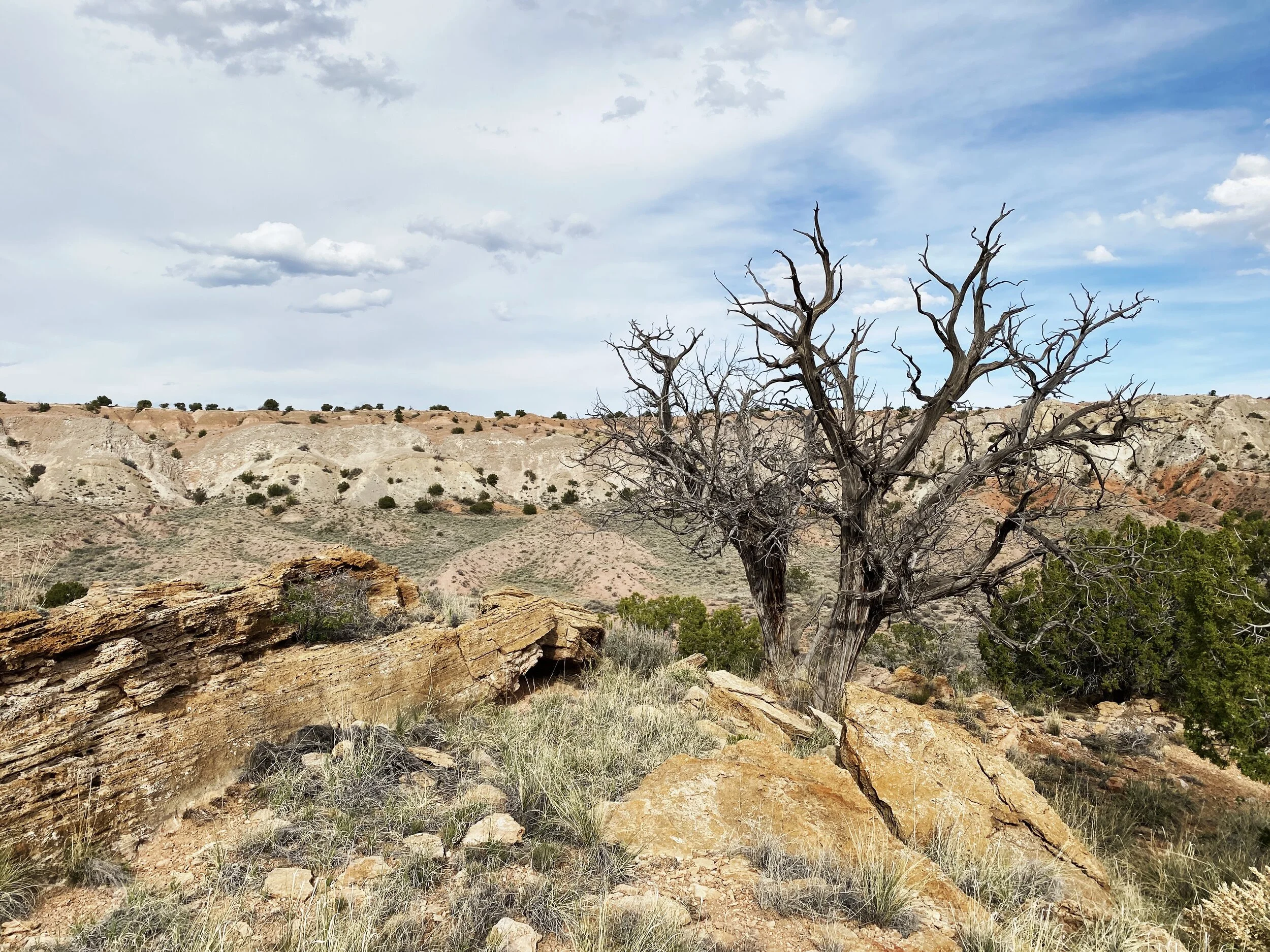 Zia Land: Formerly Known As Tree