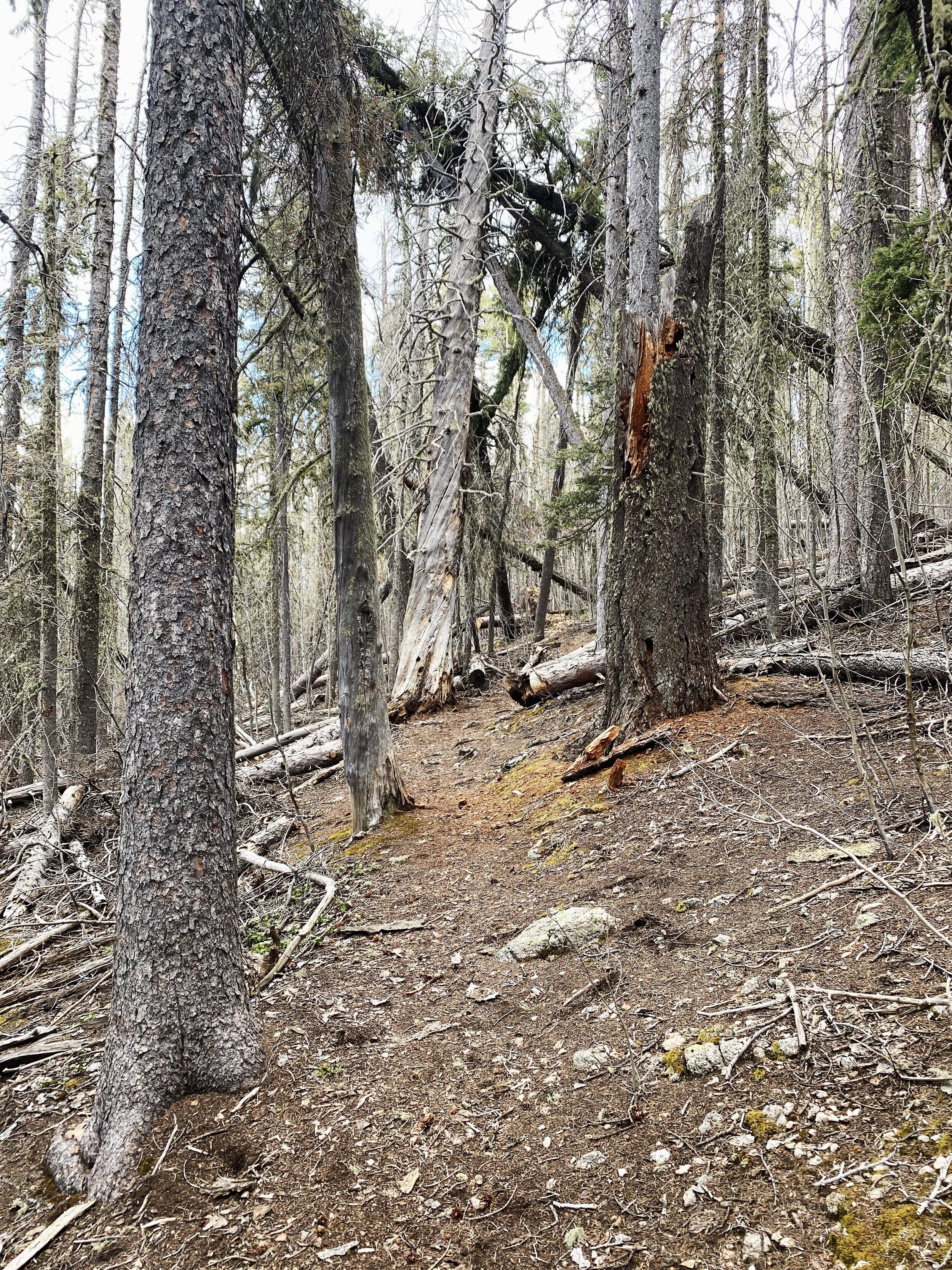 Decaying Trees In The Pecos Wilderness