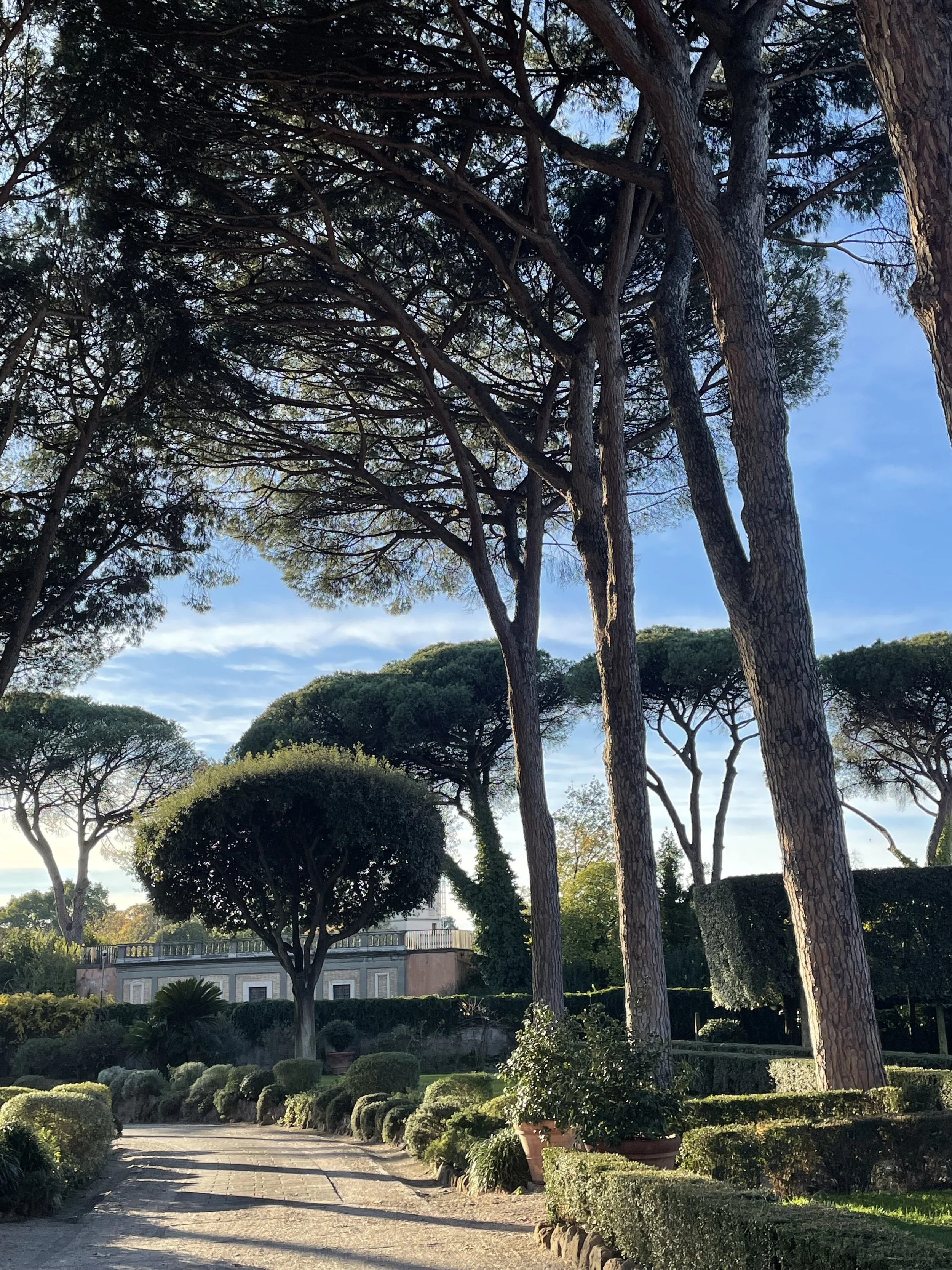 A scenic garden with tall pine trees, a trimmed rounded bush, smaller shrubs, potted plants lining a gravel pathway, and a historic building in the background.