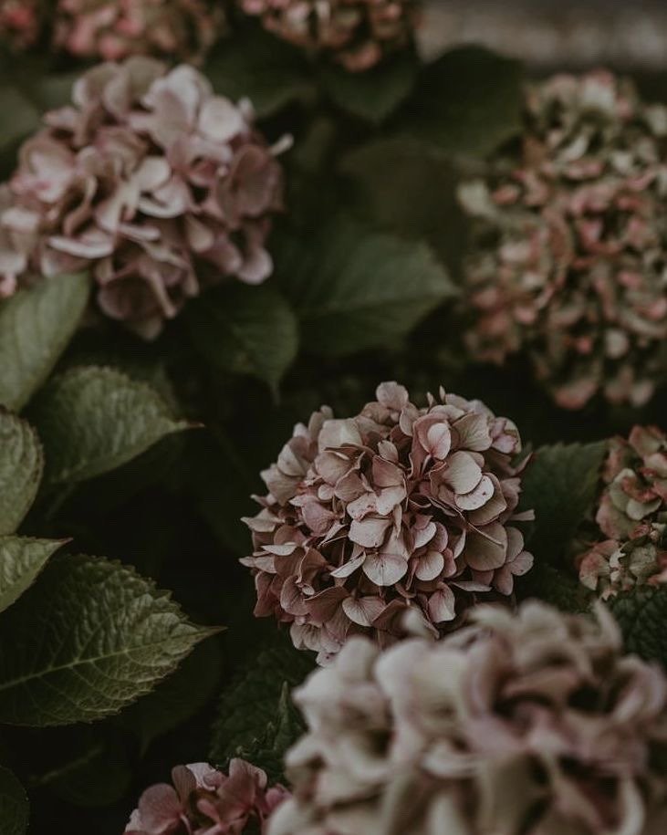 Close-up of pink hydrangea flowers with green leaves.