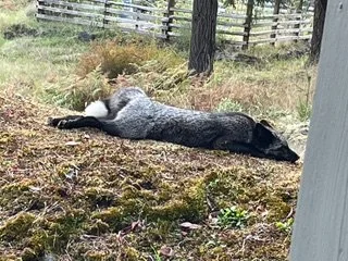 Luna, sleeping .jpeg