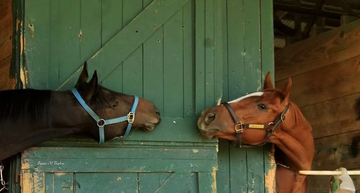 Two horses with bridles face each other with their noses touching through opening in green barn door.