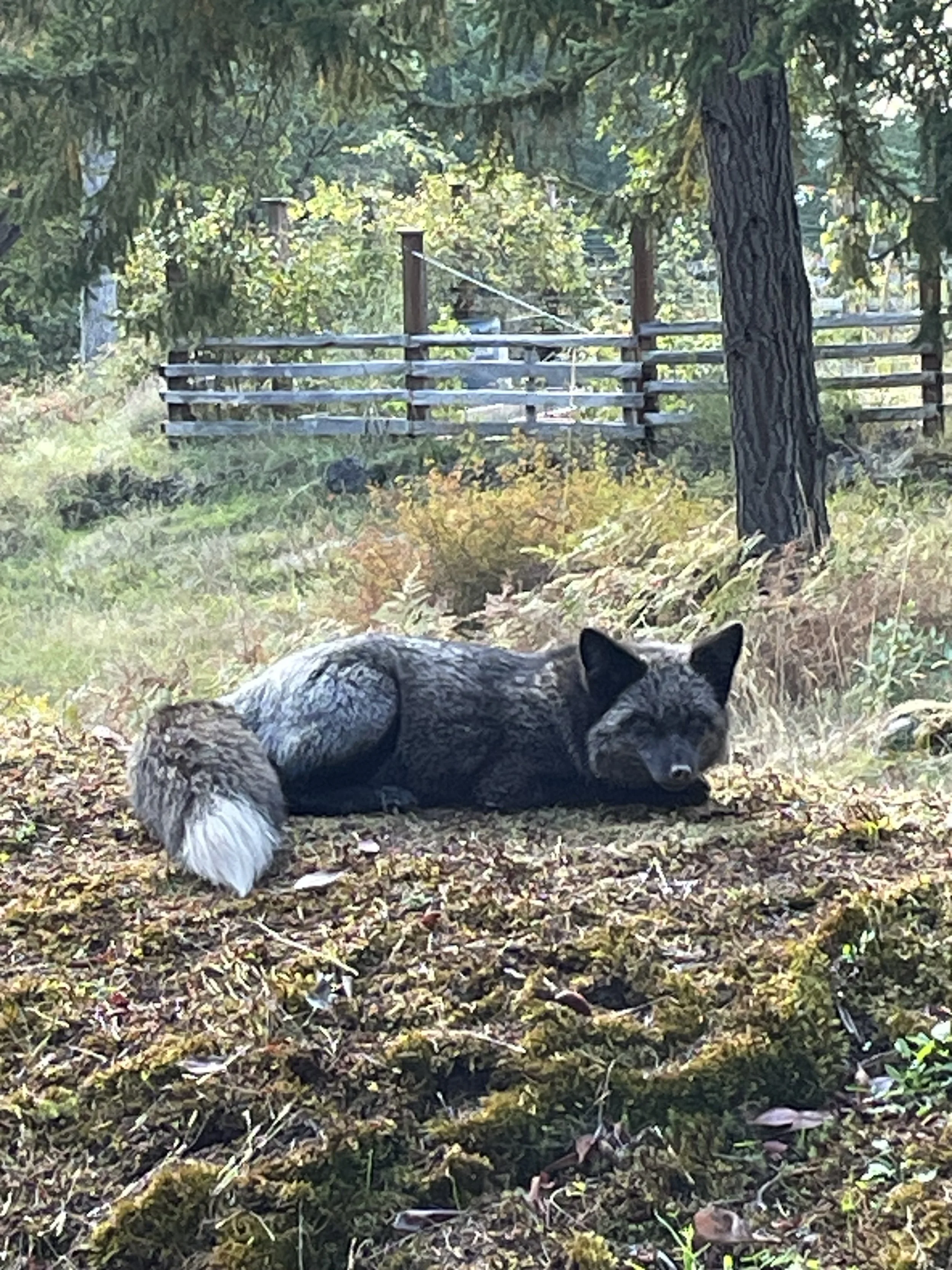 Luna, listening peg.jpeg