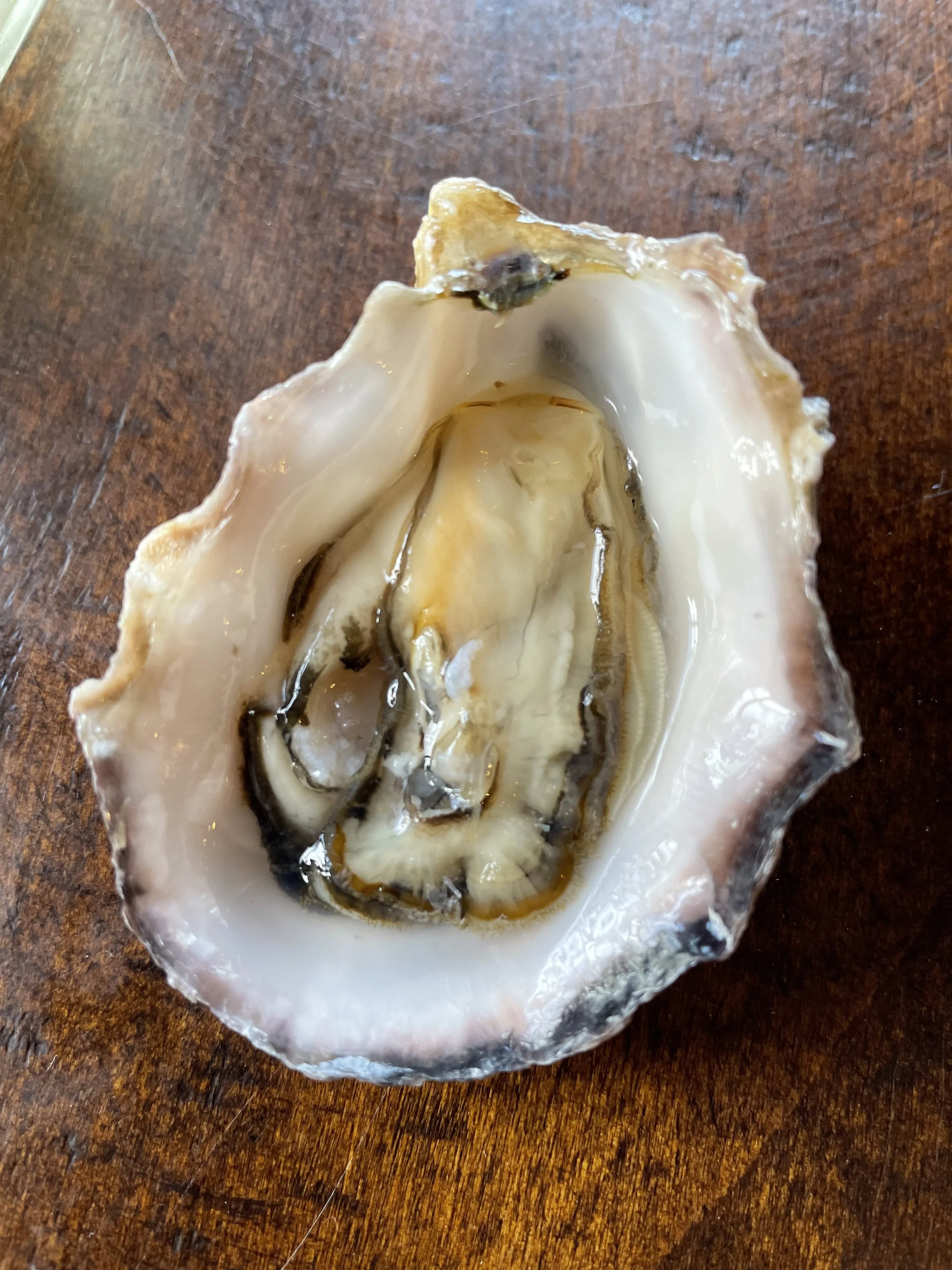 your oyster .jpeg