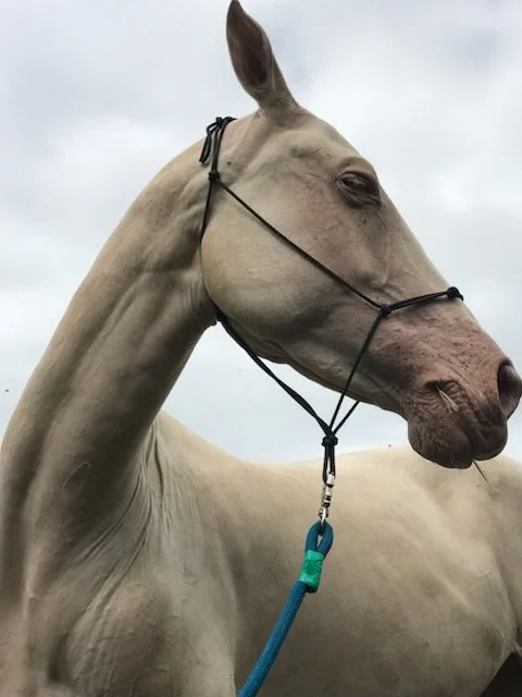 Close-up of a light-colored horse with a bridle and blue lead rope against a cloudy sky.