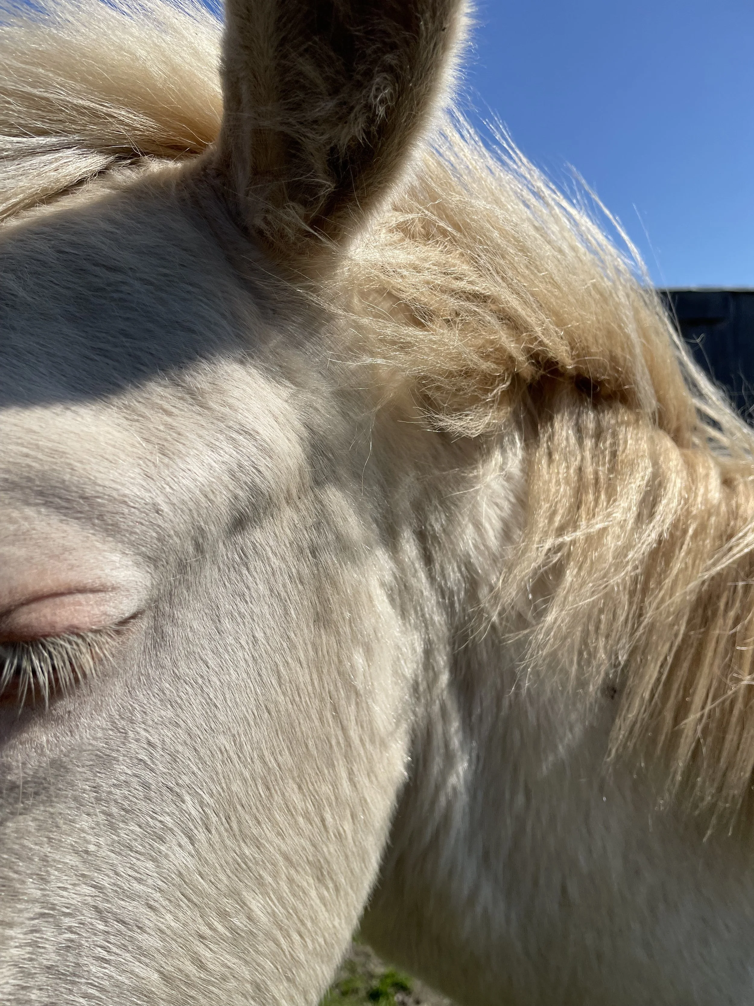 white horse, blue sky .jpeg