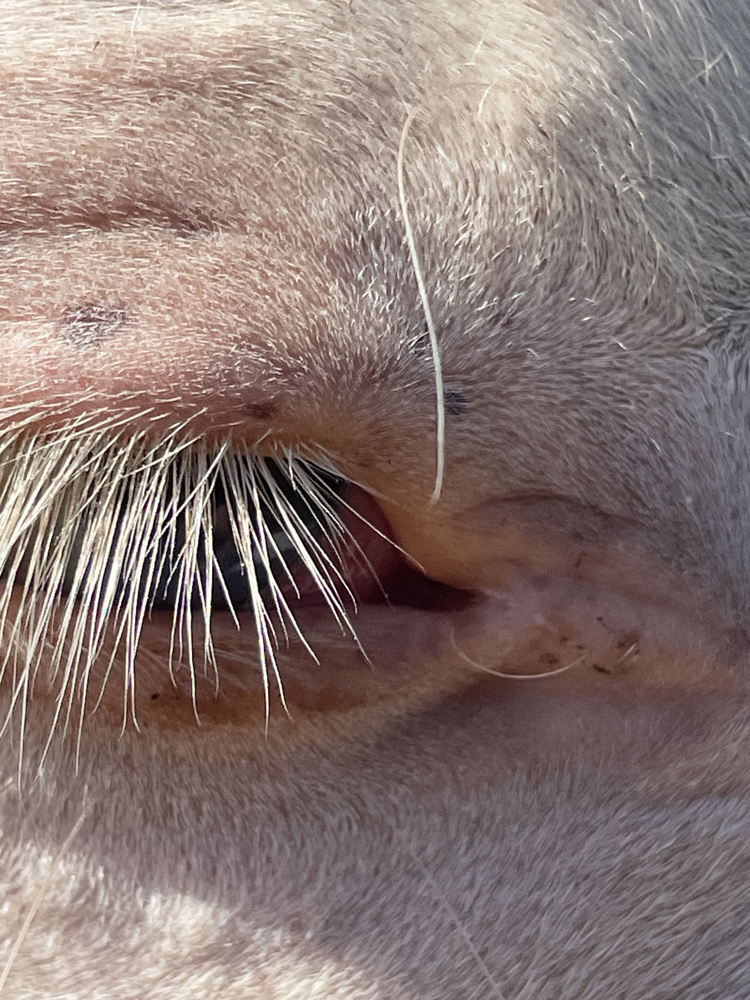 Winslow eye peg.jpeg