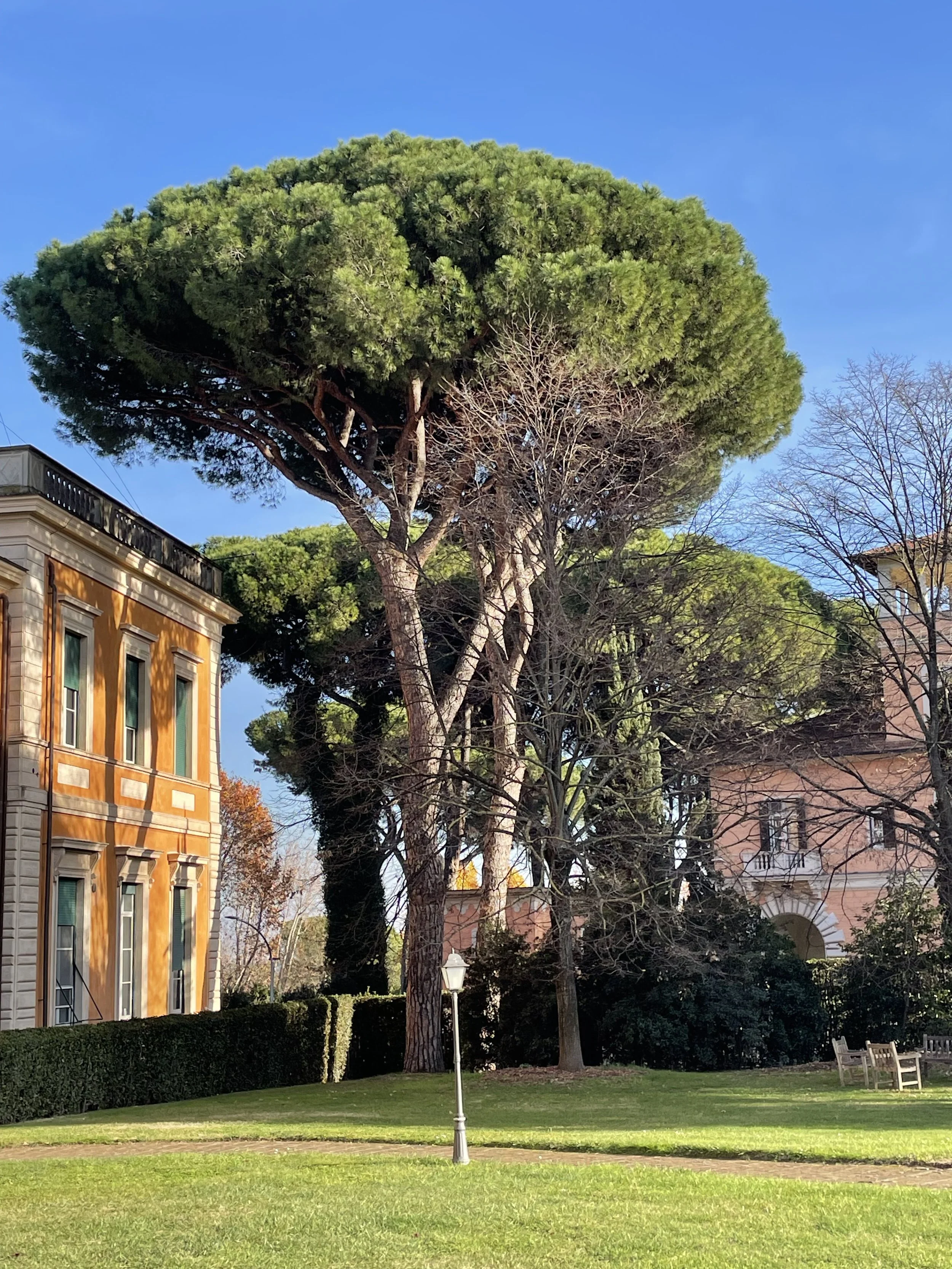 A tall pine tree with a rounded green canopy stands in a landscaped area with a small lawn, surrounded by buildings and some benches along the edge.