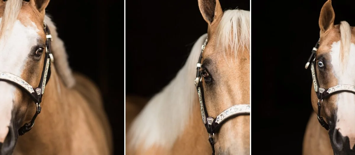 Wisconsin equine photographer