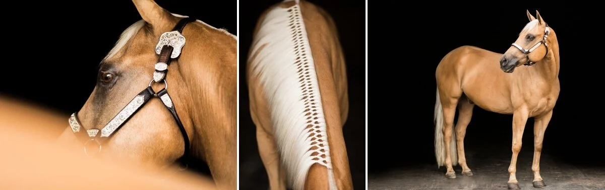 Wisconsin equine photographer