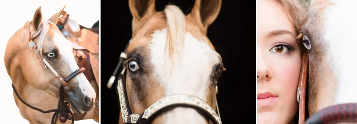 Wisconsin equine photographer