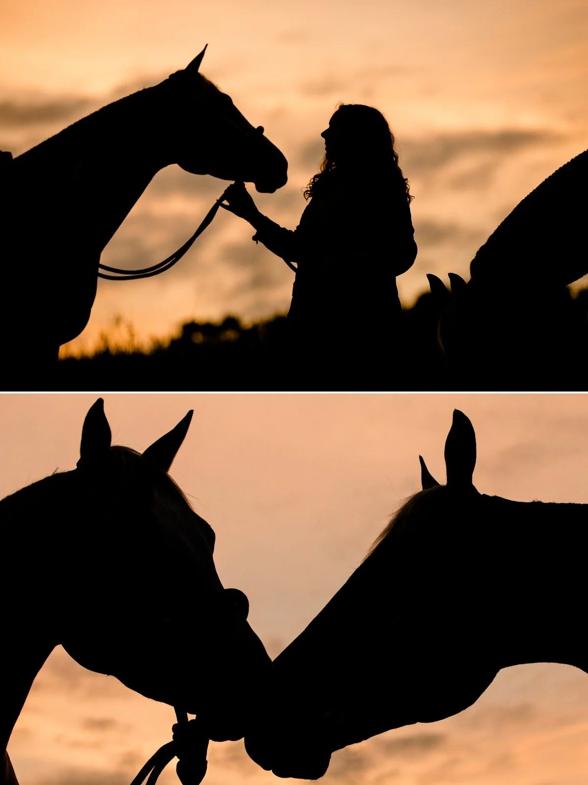 Wisconsin equine photographer