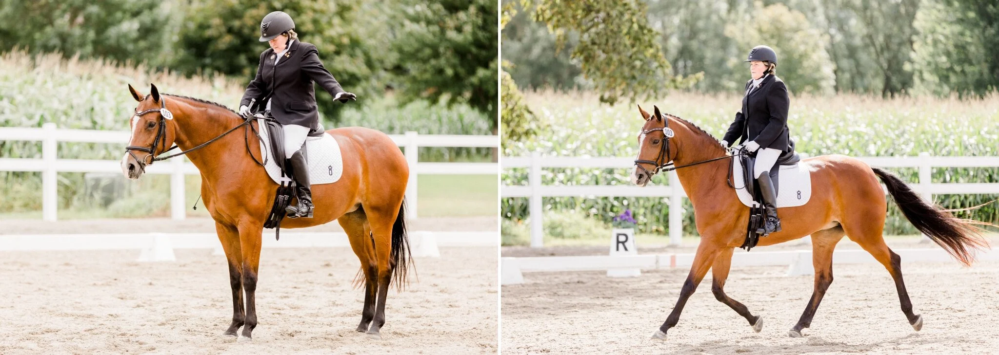 Circle E Equestrian - Wisconsin Dressage Show