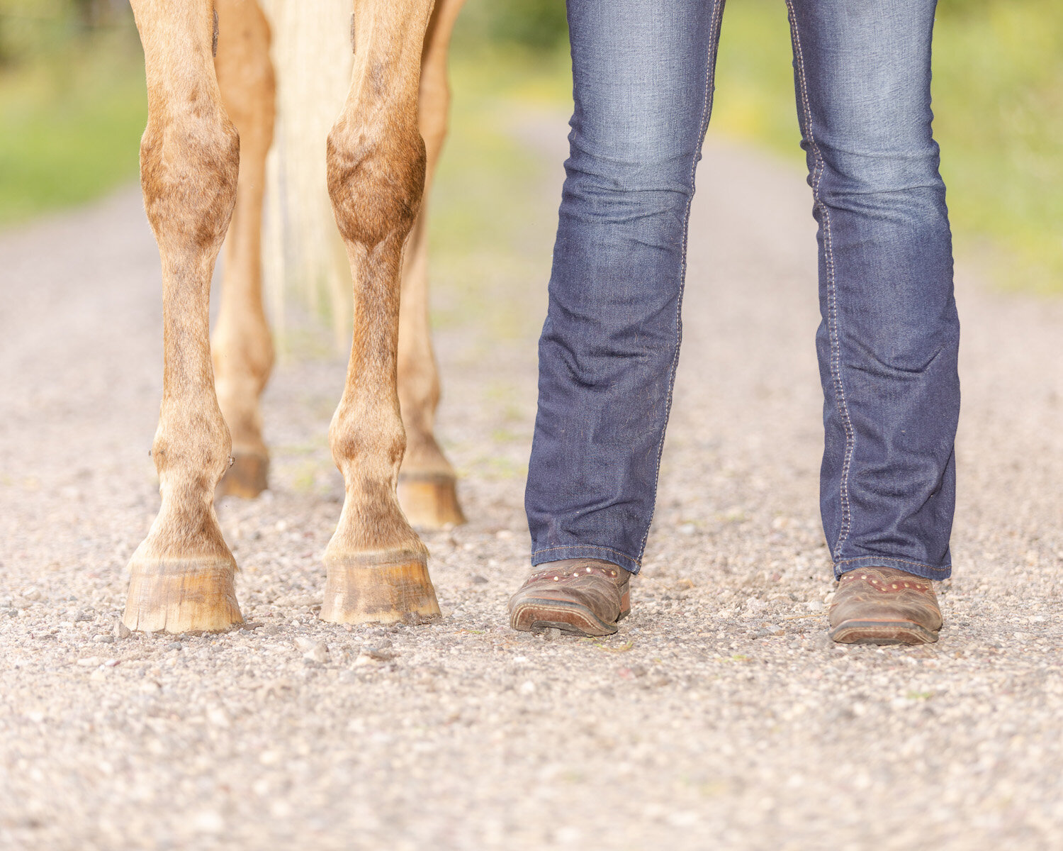 Horse Photography With Owner Experience by Copper Arrow Photography